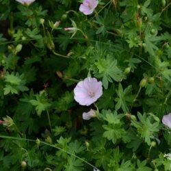Geranium sanguineum Apfelblute