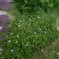 Geranium sanguineum Apfelblute