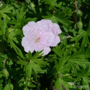 Geranium sanguineum var. striatum