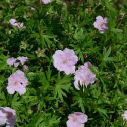 Geranium sanguineum var. striatum