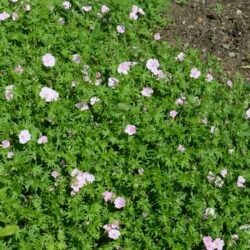 Geranium sanguineum var. striatum