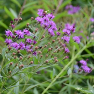 Vernonia noveboracensis