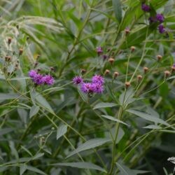 Vernonia noveboracensis