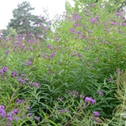 Vernonia noveboracensis