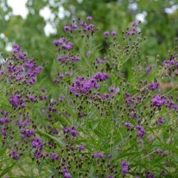 Vernonia noveboracensis