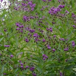 Vernonia noveboracensis