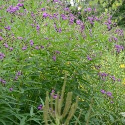Vernonia noveboracensis