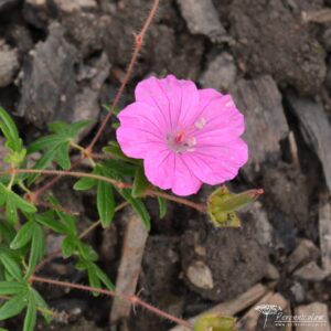 Geranium sanguineum Ankum's Pride