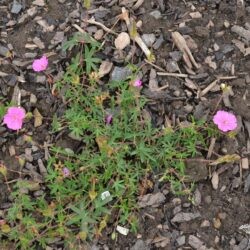 Geranium sanguineum Ankum's Pride