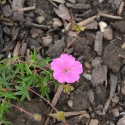 Geranium sanguineum Ankum's Pride