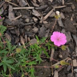 Geranium sanguineum Ankum's Pride