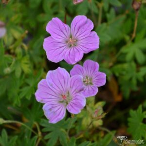 Geranium sanguineum Cannon Miles