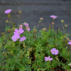 Geranium sanguineum Cannon Miles