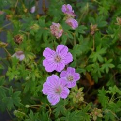 Geranium sanguineum Cannon Miles
