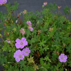 Geranium sanguineum Cannon Miles