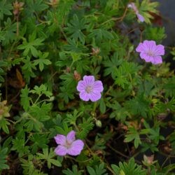 Geranium sanguineum Cannon Miles