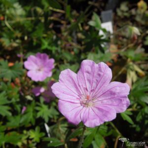 Geranium sanguineum Glenluce