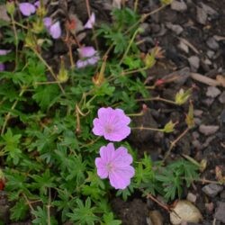 Geranium sanguineum Glenluce