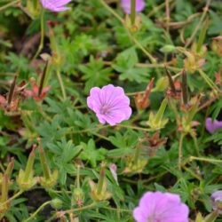 Geranium sanguineum Glenluce