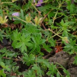 Geranium sanguineum Glenluce