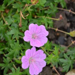Geranium sanguineum Glenluce