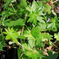 Geranium sanguineum Glenluce