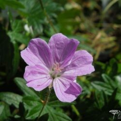 Geranium sanguineum Glenluce