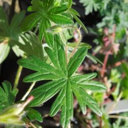 Geranium sanguineum Glenluce