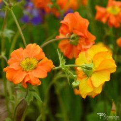 Geum Geum