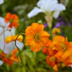 Geum Fire Opal