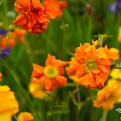 Geum Fire Opal
