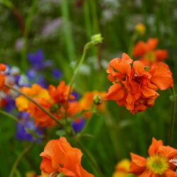 Geum Fire Opal