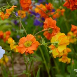 Geum Fire Opal
