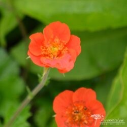Geum coccineum Geum coccineum