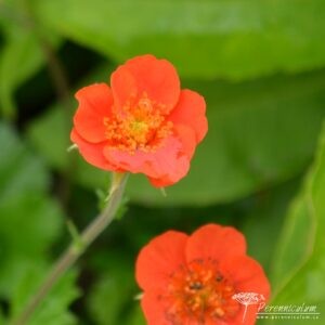 Geum coccineum Koi