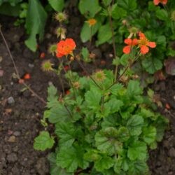 Geum coccineum Koi