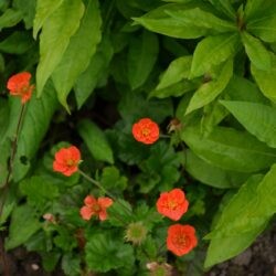 Geum coccineum Koi