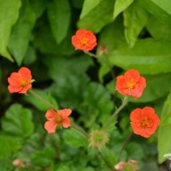 Geum coccineum Koi