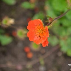 Geum coccineum Koi