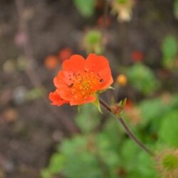 Geum coccineum Koi