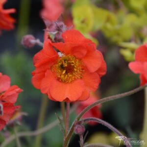Geum Red Wings