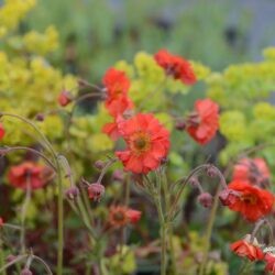 Geum Red Wings