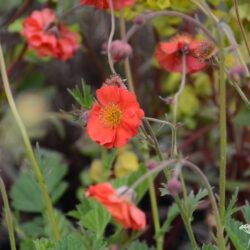 Geum Red Wings
