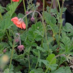 Geum Red Wings