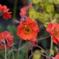 Geum Red Wings