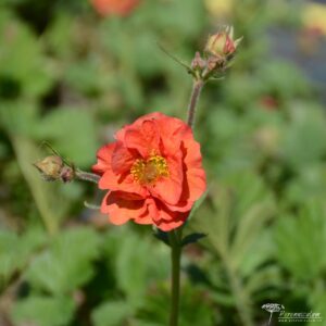 Geum Scarlet Tempest