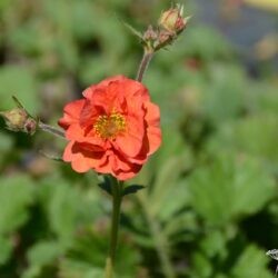 Geum Scarlet Tempest