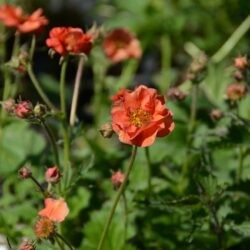 Geum Scarlet Tempest