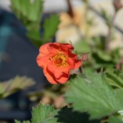 Geum Scarlet Tempest