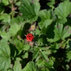 Geum Scarlet Tempest
